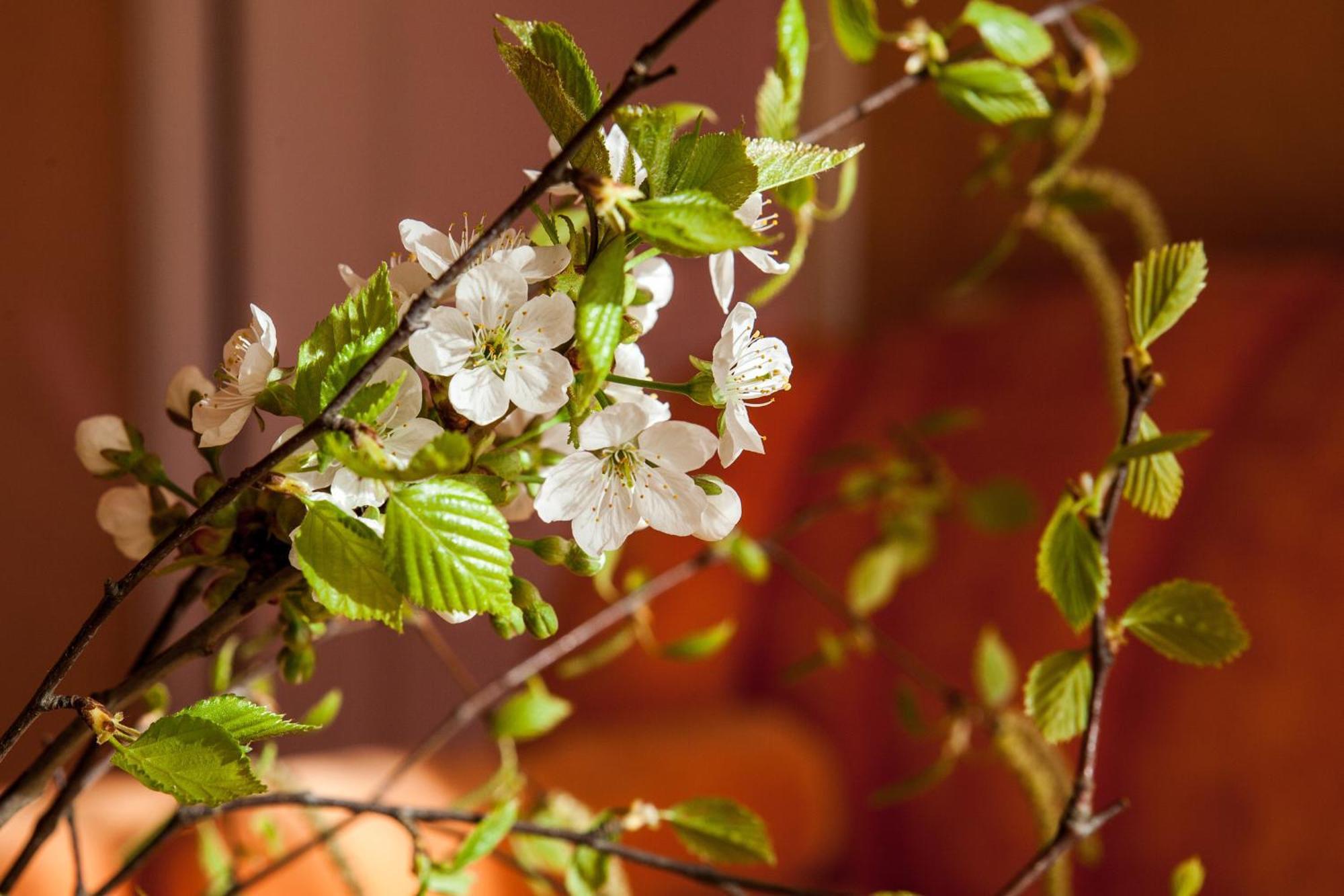 Vila Sraige パランガ 部屋 写真